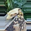 plant/#77 MAPI white wall Quad stripe dark base 35g-1-thumbnail