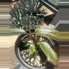 plant/Orange Princess Philodendron-2-thumbnail