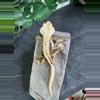 plant/#77 MAPI white wall Quad stripe dark base 35g-3-thumbnail