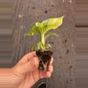 plant/Yellow variegated musa starter plant growers choice-6-thumbnail