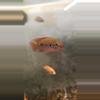 insulation/Jewel cichlids-0-thumbnail