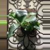 plant/#29 Staghorn Fern-0-thumbnail