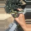 plant/Orange Princess Philodendron-3-thumbnail