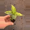 plant/Yellow variegated musa starter plant growers choice-4-thumbnail