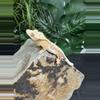 plant/#102 Lilly white male 11g-3-thumbnail