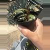 plant/Orange Princess Philodendron-4-thumbnail