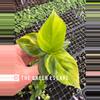 plant/Yellow variegated musa starter plant growers choice-0-thumbnail