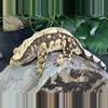 plant/#62 porthole Male-4-thumbnail
