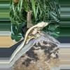 plant/#77 MAPI white wall Quad stripe dark base 35g-4-thumbnail