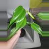 plant/Philodendron burle max flame #7162-0-thumbnail