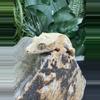 plant/#102 Lilly white male 11g-2-thumbnail