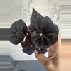 plant/Black mamba Begonia-1-thumbnail