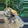 plant/#147 Tri black base w/yellow Candy x Pincap NPV-0-thumbnail