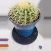 plant/Cactus golden barrel echino-2-thumbnail