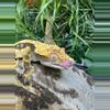 plant/#147 Tri black base w/yellow Candy x Pincap NPV-3-thumbnail