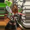 plant/#23 Pink Galaxy-0-thumbnail
