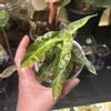 plant/Alocasia Variegated-0-thumbnail