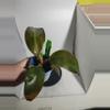 plant/Philodendron erubescens red in cute with ceramic pot-7-thumbnail