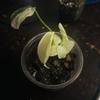 plant/Monstera Deliciosa White Monster Acclimated TC Pre-Order-0-thumbnail