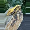 plant/#147 Tri black base w/yellow Candy x Pincap NPV-4-thumbnail