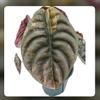 plant/PRE-ORDER ALOCASIA CUPREA LATTE GOLD TISSUE CULTURE-1-thumbnail