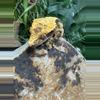 plant/#147 Tri black base w/yellow Candy x Pincap NPV-1-thumbnail