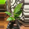 plant/#24 Red Flag-0-thumbnail