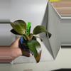 plant/Philodendron erubescens red in cute with ceramic pot-6-thumbnail