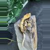 plant/#147 Tri black base w/yellow Candy x Pincap NPV-5-thumbnail