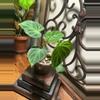 plant/#26 Type Verracusa-0-thumbnail