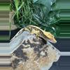 plant/#147 Tri black base w/yellow Candy x Pincap NPV-6-thumbnail
