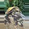 plant/#147 Tri black base w/yellow Candy x Pincap NPV-7-thumbnail