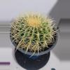 plant/Cactus golden barrel echino-1-thumbnail