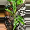 plant/#27 Ring of Fire-0-thumbnail
