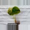 plant/PRE-ORDER ALOCASIA CUPREA LATTE GOLD TISSUE CULTURE-0-thumbnail