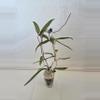 plant/Hoya SR2007-13 sp Loei Provence-1-thumbnail