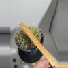 plant/Cactus golden barrel echino-3-thumbnail
