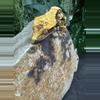 plant/#147 Tri black base w/yellow Candy x Pincap NPV-8-thumbnail
