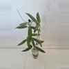 plant/Hoya SR2007-13 sp Loei Provence-0-thumbnail