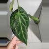 plant/Anthurium clarinervium #245-3-thumbnail