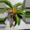 plant/Chlorophytum amaniense mandarin plant #7244-1-thumbnail