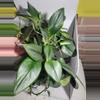 plant/Scindapsus Treubii Moonlight-0-thumbnail