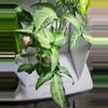 plant/Syngonium arrowhead green form pot fill #7328-3-thumbnail