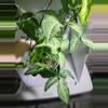 plant/Syngonium arrowhead green form pot fill #7328-1-thumbnail
