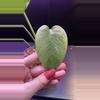 plant/Mint monstera, Large Form-#15-2-thumbnail