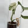 plant/Large form Albo Monstera Delisciosa-2-thumbnail