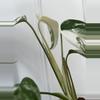 plant/Large form Albo Monstera Delisciosa-3-thumbnail