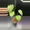 plant/Mint monstera, Large Form #21-0-thumbnail