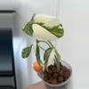 plant/Large form Albo Monstera Delisciosa-0-thumbnail