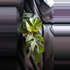 plant/Mini Monstera plant-0-thumbnail
